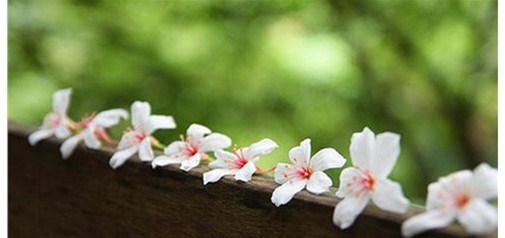 跨境電商新政一個(gè)月 創(chuàng  )業(yè)者說(shuō)：我們要死了